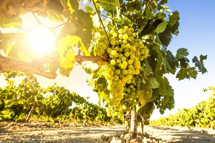 Weinbau