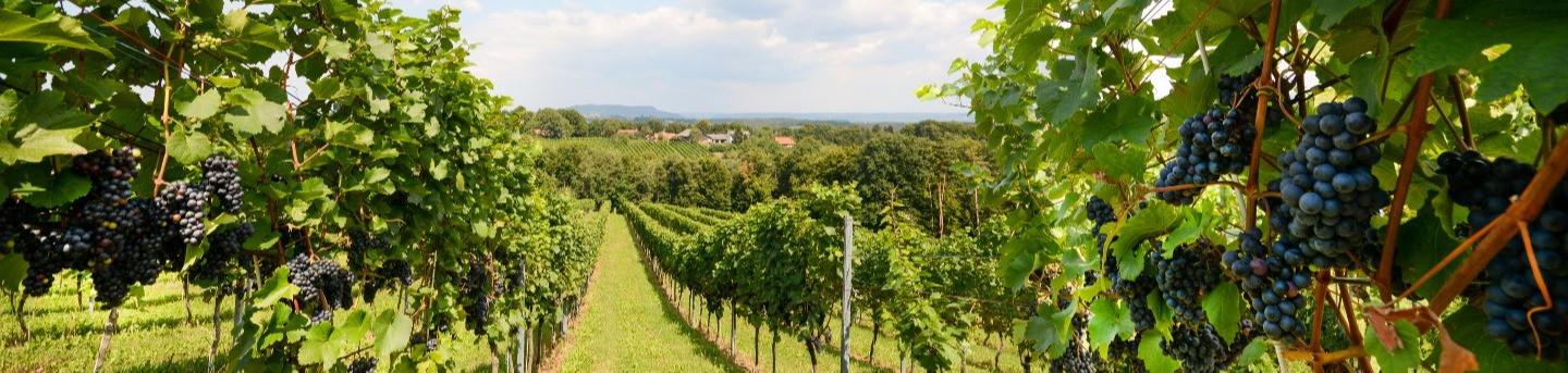 Weinbau